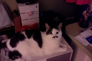 Good kitty or bad kitty?